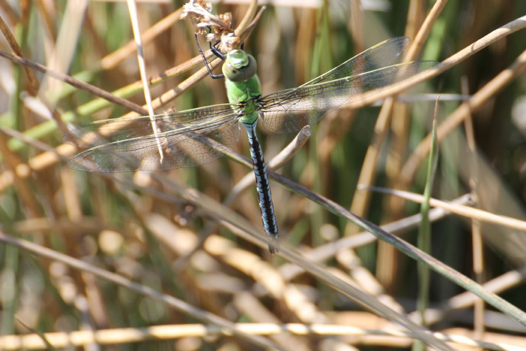 Anax imperator femmina?